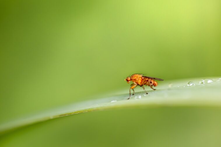 Was hilft gegen Fruchtfliegen?