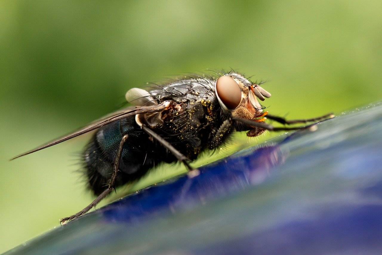 Was hilft gegen Fliegen?