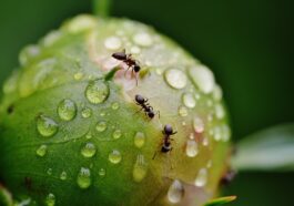 Was hilft gegen Ameisen?