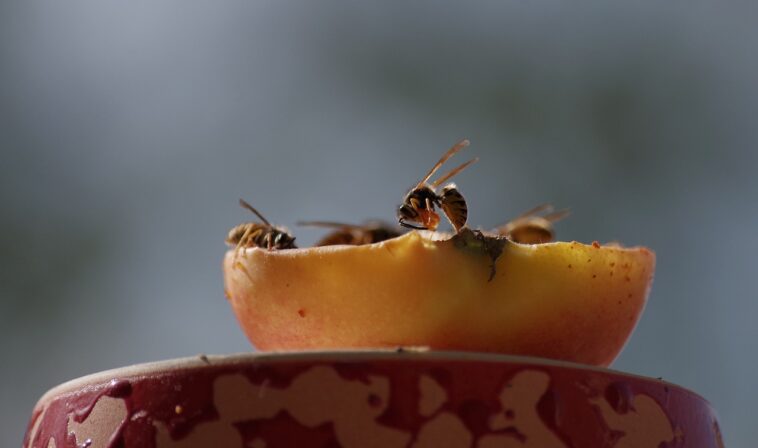 Was hilft gegen Wespen?