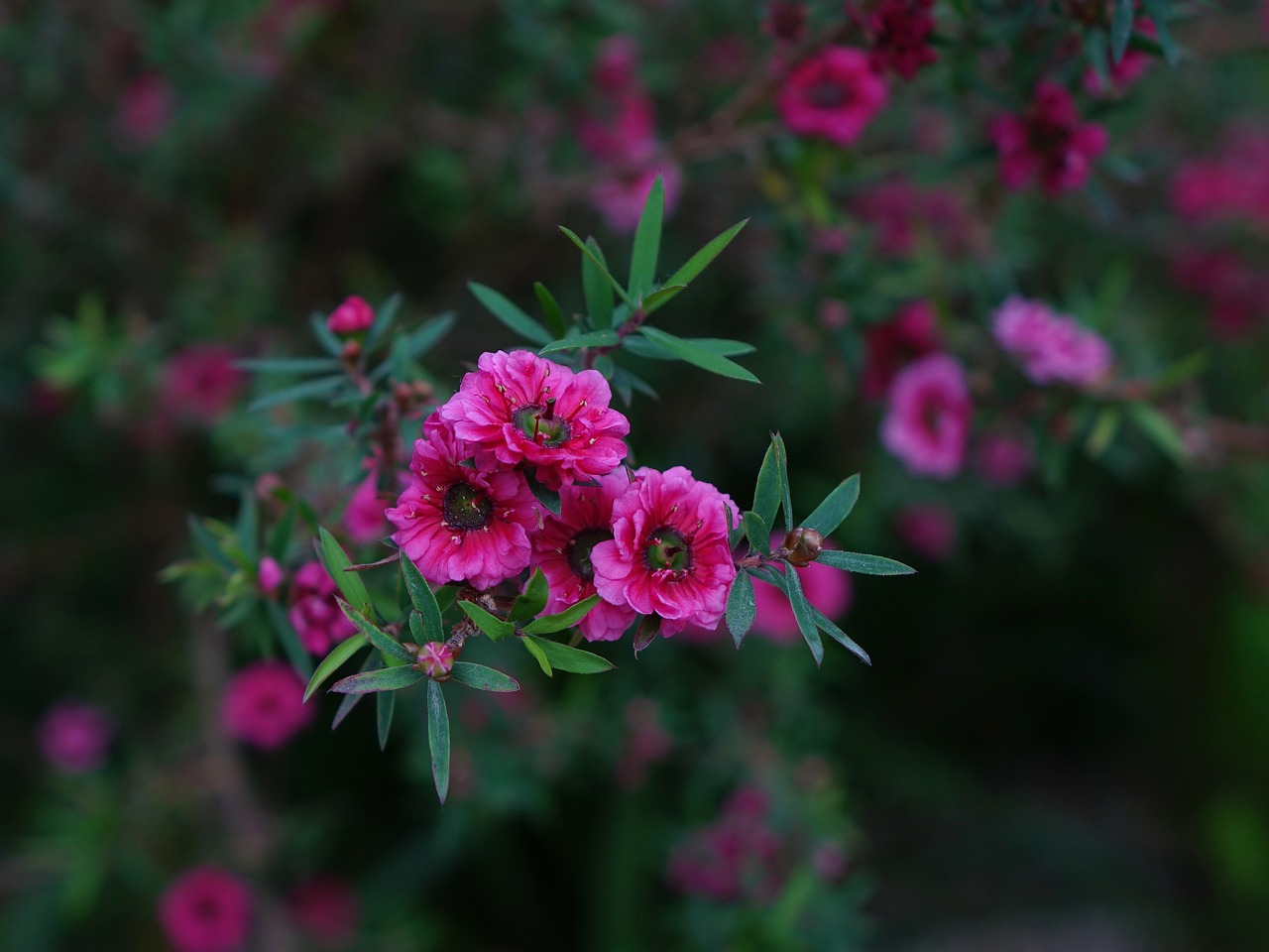 Manuka Honig: Anwendungsmöglichkeiten als Naturheilmittel